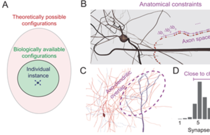 anatomy_constrains