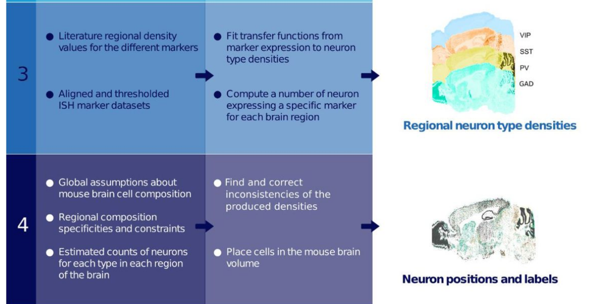 mouse_brain_composition_pipeline