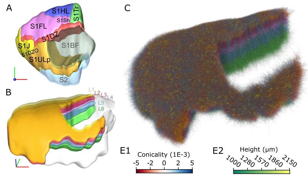 sscx_biorxiv